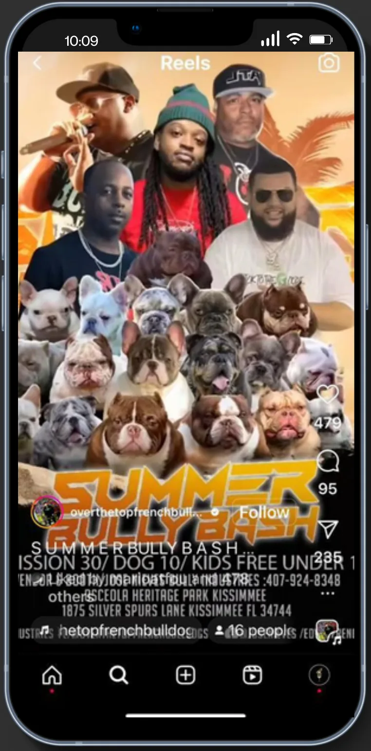 Phone showing a reel for the Summer Bully Bash: performers and a group of French bulldogs above event details.
